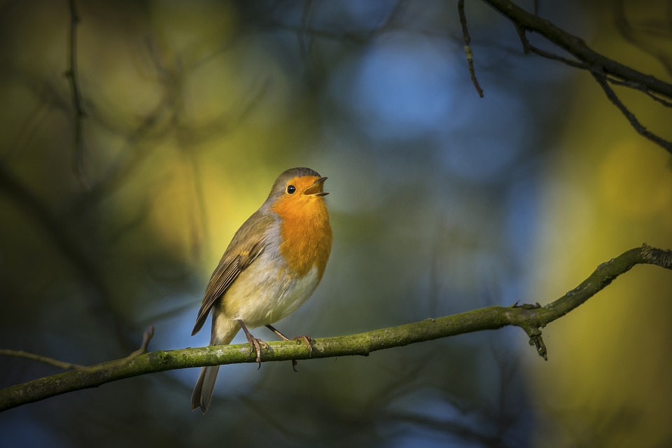 robin-3843972_960_720